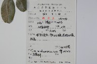 四川冬青藏品圖，第2張