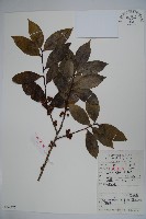 厚葉冬青藏品圖，第1張