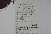 狹葉莢迷藏品圖，第2張