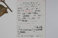 厚葉冬青藏品圖，第2張