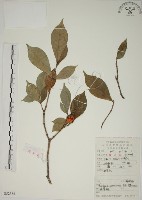 山黃梔藏品圖，第1張