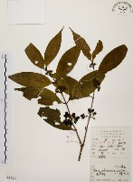 茜草樹藏品圖，第1張