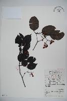 樺葉莢迷、玉山莢迷藏品圖，第1張