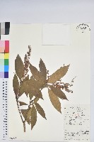 美麗馬醉木藏品圖，第1張