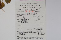 金錢豹藏品圖，第2張