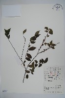 密毛假黃楊藏品圖，第1張