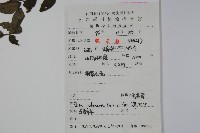 密毛假黃楊藏品圖，第2張