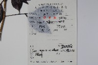 冬青藏品圖，第2張