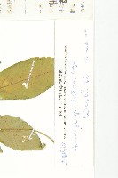 馬銅鈴藏品圖，第3張