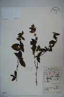 忍冬、金銀花藏品圖，第1張