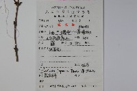 忍冬、金銀花藏品圖，第2張