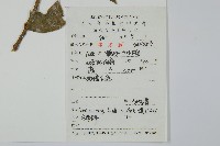 枸骨藏品圖，第2張