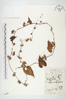 心萼薯藏品圖，第1張