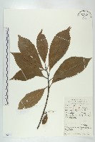冬桃藏品圖，第1張
