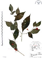 龍珠藏品圖，第1張