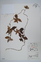 羊乳、四葉參藏品圖，第1張