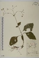 下田菊藏品圖，第1張