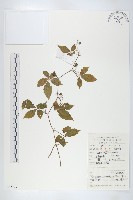 絞股藍藏品圖，第1張