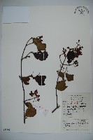 莢迷藏品圖，第1張