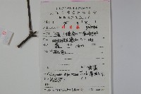 莢迷藏品圖，第2張