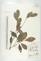 菱葉柿藏品圖，第3張