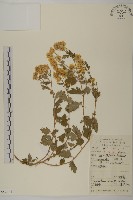 油菊、野菊藏品圖，第1張