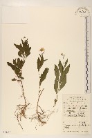 雞兒腸藏品圖，第1張