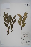 東方野扇花藏品圖，第1張