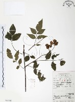 灰色木藍藏品圖，第1張