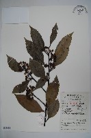 廣葉冬青、大葉冬青、苦丁茶藏品圖，第1張