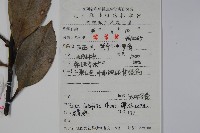 廣葉冬青、大葉冬青、苦丁茶藏品圖，第2張