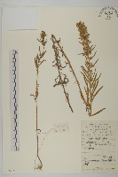 加拿大蓬藏品圖，第1張