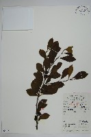 鼠李冬青、滿樹星藏品圖，第1張