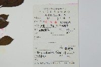 鼠李冬青、滿樹星藏品圖，第2張