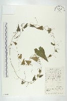 老鼠冬瓜藏品圖，第1張