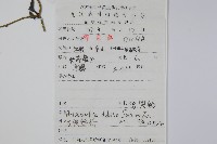 馬兜鈴藏品圖，第2張