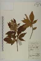 華東山柳藏品圖，第1張