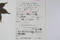 扇葉槭藏品圖，第2張