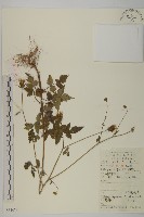 鬼針藏品圖，第1張