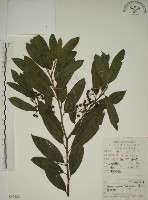 鈍齒鼠李藏品圖，第1張