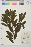 鈍齒鼠李藏品圖，第2張