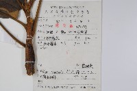 鹽膚木藏品圖，第2張