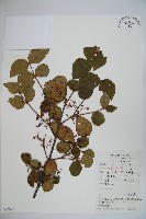 廬山莢迷藏品圖，第1張