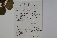 廬山莢迷藏品圖，第2張