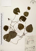 千金藤、金線吊烏龜藏品圖，第1張