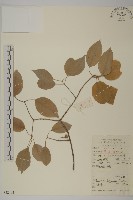 白杜藏品圖，第1張