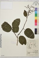 多花勾兒茶, 多花黃鱔藤藏品圖，第1張