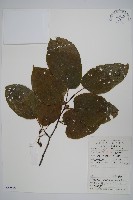 八角楓、瓜木藏品圖，第1張