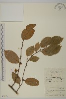 哥蘭葉藏品圖，第1張