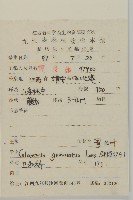 哥蘭葉藏品圖，第2張